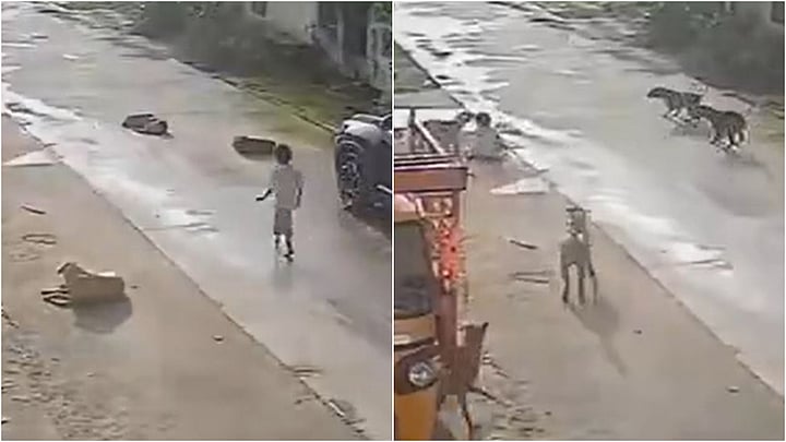 Tragic! Around 10 Stray Dogs Attack & Bite 7-Yr-Old Minor Girl Child In Warangal; Horrific VIDEO Surfaces