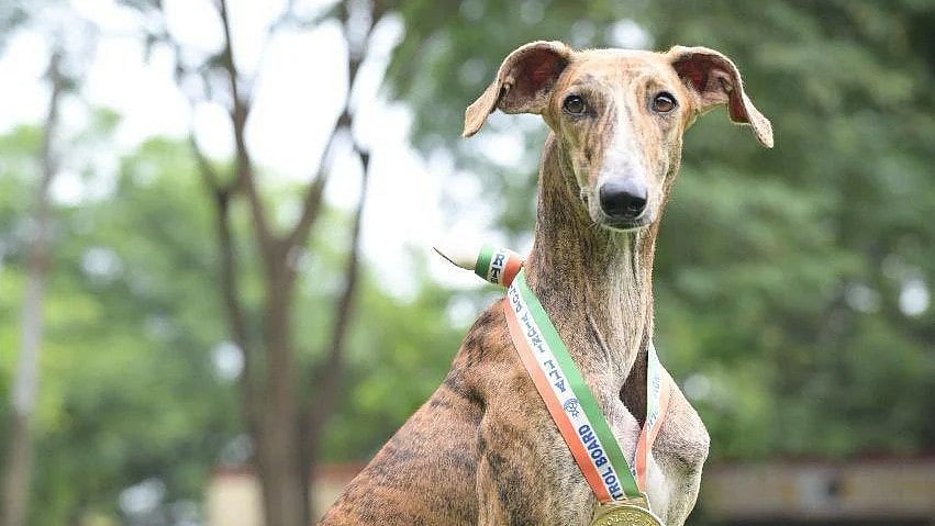 Meet Riya- A Mudhol Hound Trained By BSF: PM Modi Hails Inclusion Of Indian Breeds