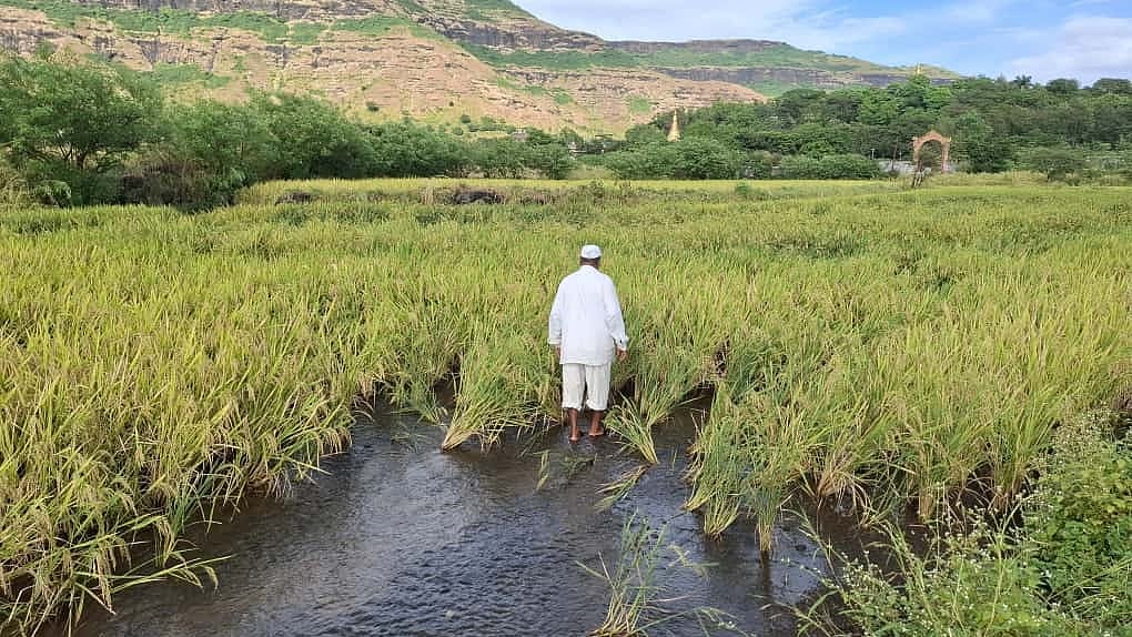 Crops Submerged, Debts Due: Nashik Farmers In Crisis After Unseasonal Rains