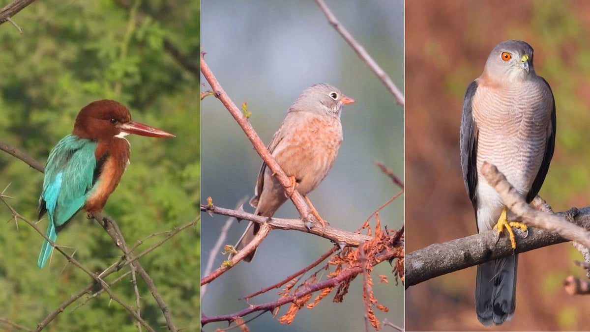 Pune: Vetal Tekdi Birding Marathon To Be Held From November 5-12; All You Need To Know