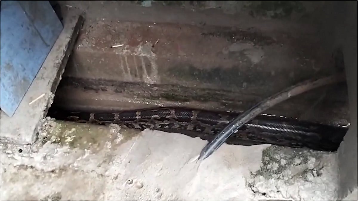Ssscary! 12-Foot-Long Python Found Inside Drain Near House In Vizag; Rescued And Released Into Forest - VIDEO Viral