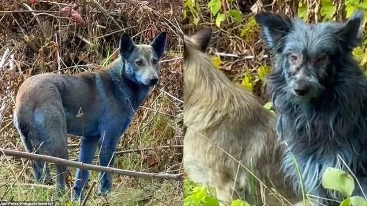 Mystery Sparks As Abandoned Ukrainian Dogs Near Nuclear Power Plant Turn Bright Blue; Visuals Inside