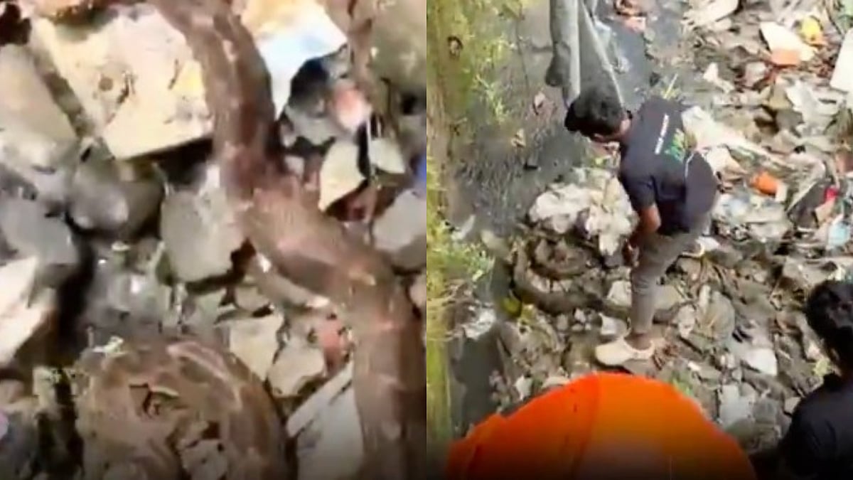 Thane Shocker! 8-Foot Python Found In Drain Near Savarkar Nagar, Safely Rescued - Video