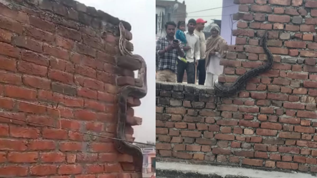 Panic Grips Village After Huge Python Spotted on House Terrace in Bijnor – Video