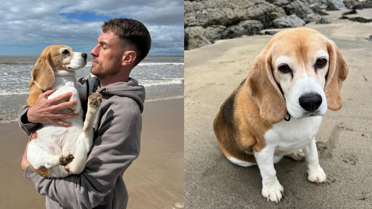 Football Star Aaron Ramsey Faces Emotional Turmoil As His Beloved Dog Halo Goes Missing; Offers...