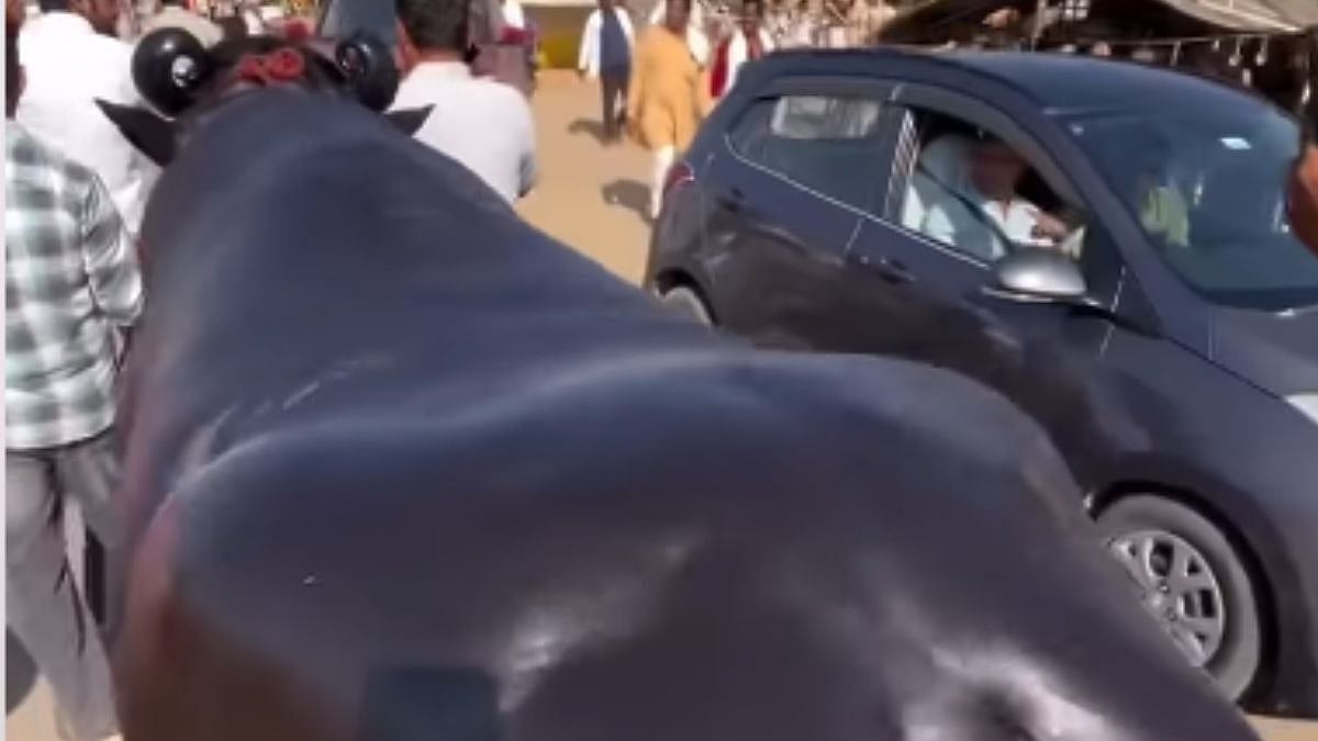 VIDEO Of Buffalo Worth ₹23-Crore At Rajasthan’s Pushkar Fair Goes Viral; Know About Its Daily...
