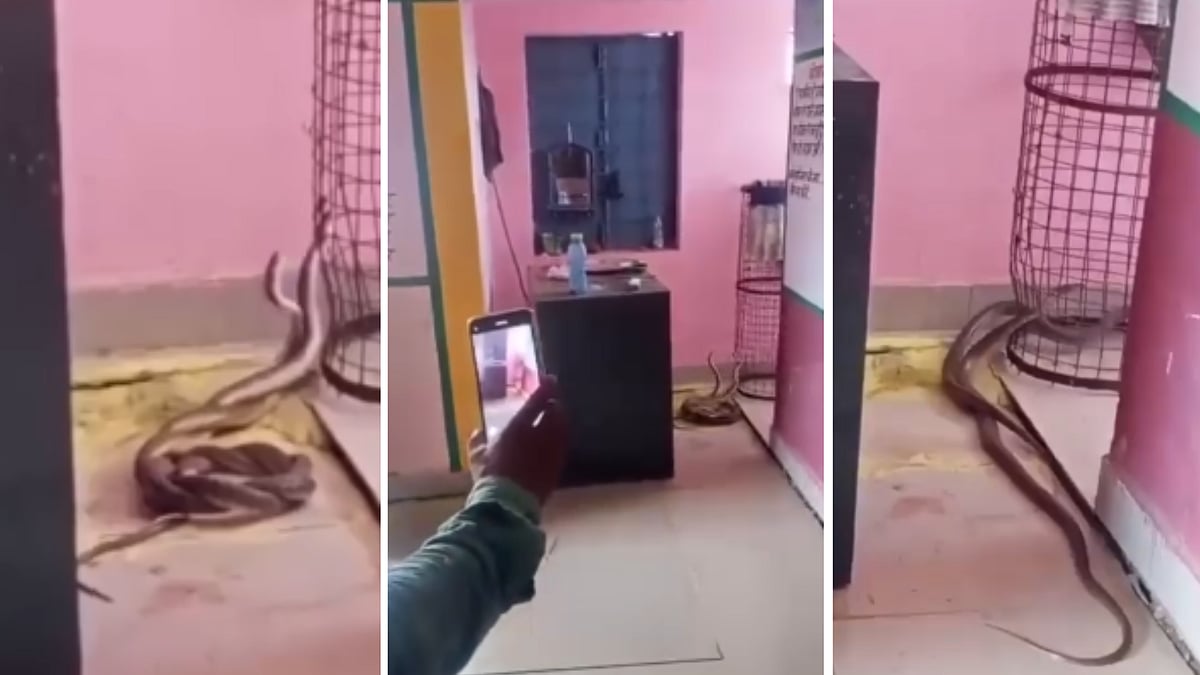 MP News: Pair Of Cobras Spotted Twirling & Dancing At Government School In Gwalior; VIDEO Viral
