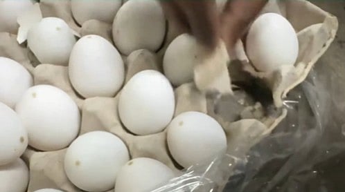 'It’s Not Just A Mistake': Worms Found In Eggs Ordered From Blinkit In Virar near Mumbai,...