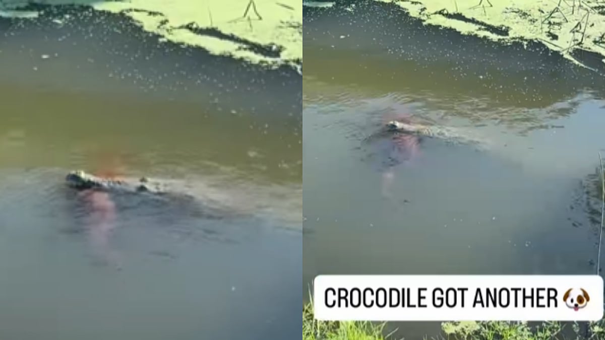 Massive 11-Foot Crocodile Spotted With A Dog Inside Its Mouth In Florida; Shocking Visuals Prompt Action From Wildlife Officials