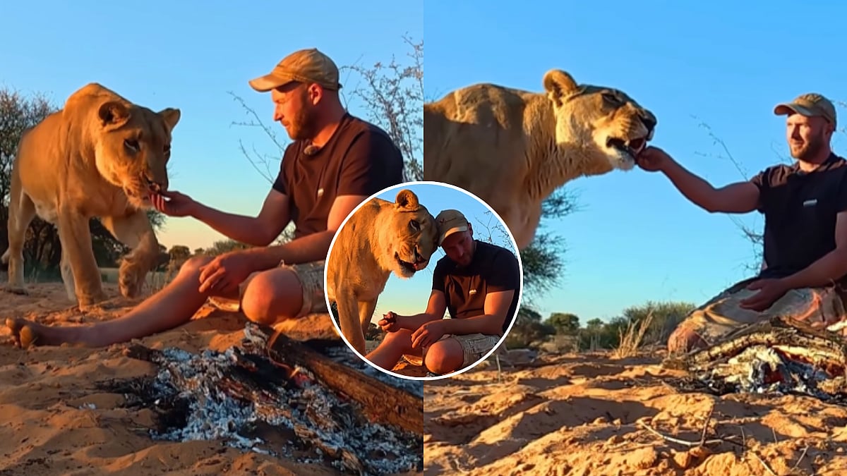 'She Hunts For Both': Man Shares Meat From Lioness's Recent Kill In Botswana Reserve, Viral Video Stuns Netizens
