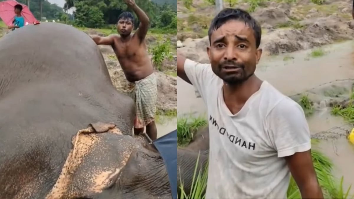 Heart-Wrenching Video Shows Villagers Grieving Elephant's Death In Assam