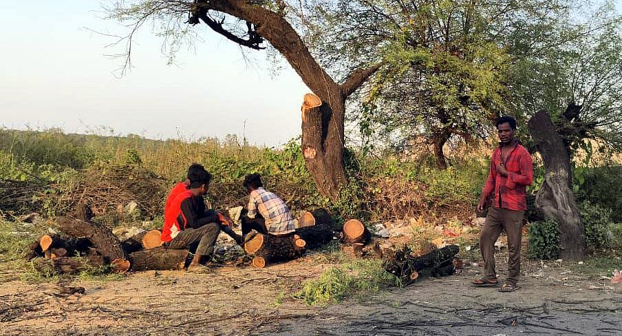 MP News: Government Agencies ‘Transplanting’ Trees Sans Official Policy