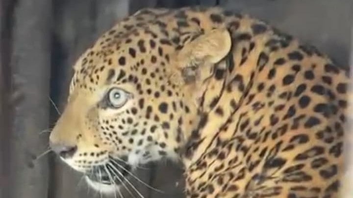 Nashik: Terror Ends As Maharashtra Forest Department Captures 3-Year-Old Female Leopard