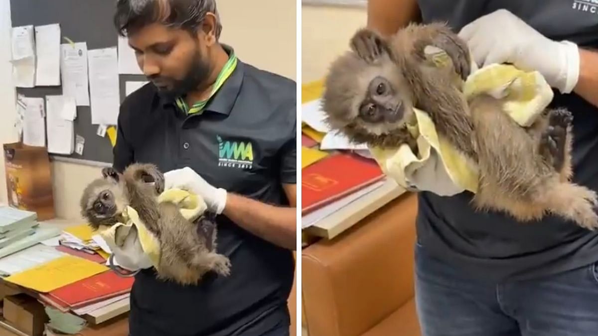 Viral Video Shows 'Endangered Silvery Gibbon' Rescued By Customs Officials At Mumbai Airport; Passenger Arrested For Smuggling