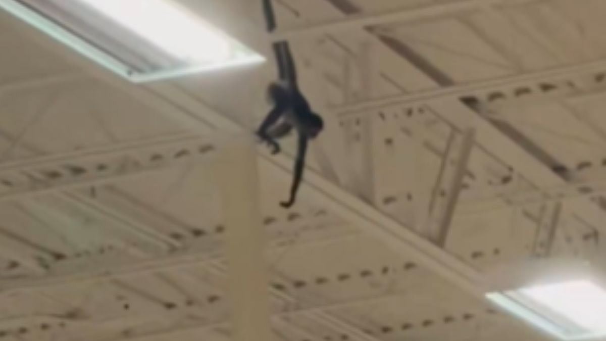 VIDEO Of Monkey In Nappy Getting Loose Inside Spirit Halloween Store In Texas Goes Viral
