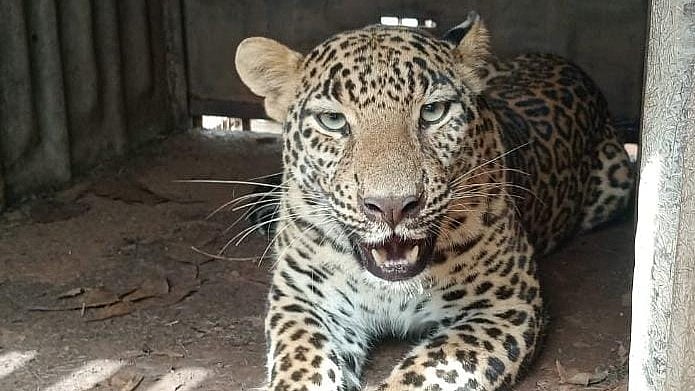 Another Leopard Caught In Nashik's Chandshi Area; Second Capture In 24 Hours