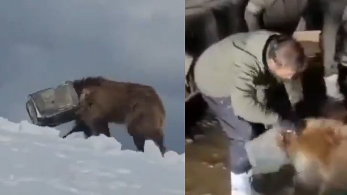 'How Did It Reach There?': Netizens React To Video Of Himalayan Brown Bear's Head Stuck In Tin...