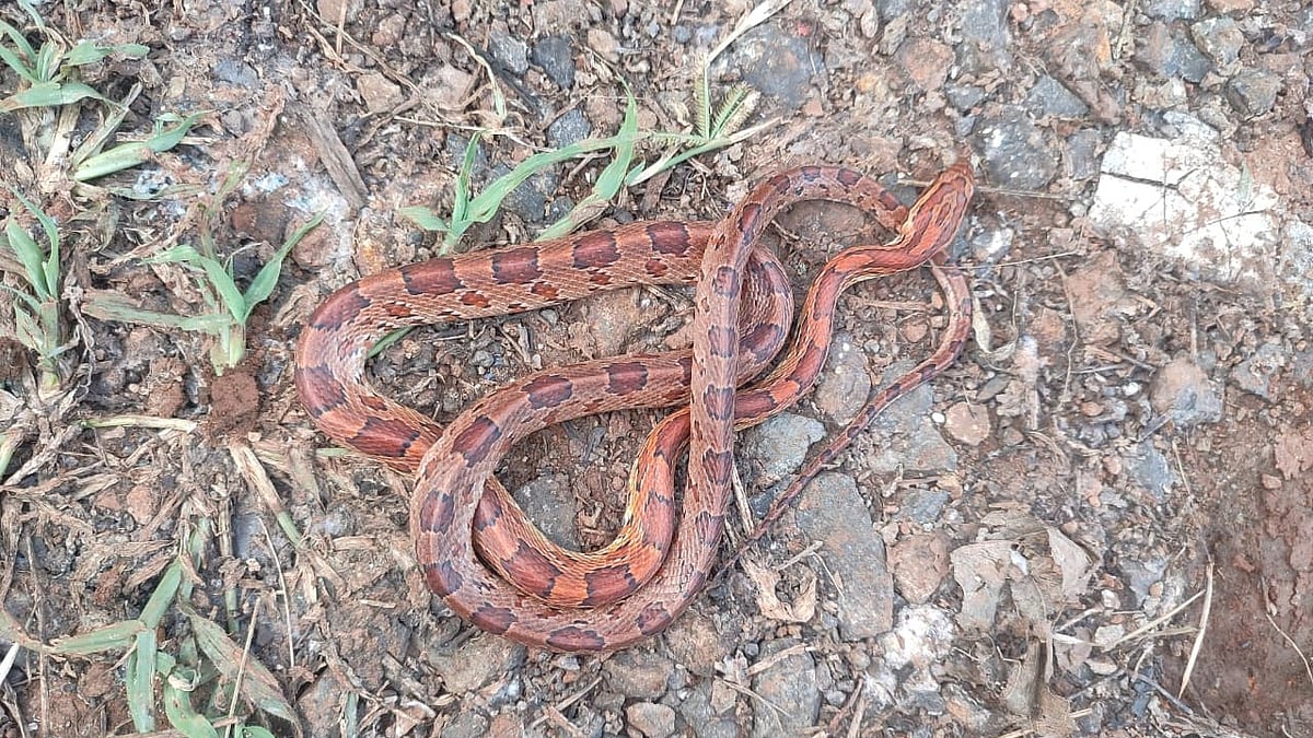 Navi Mumbai News: Foreign Corn Snake Found In Cargo From UK At Uran’s Nhava Sheva Port 