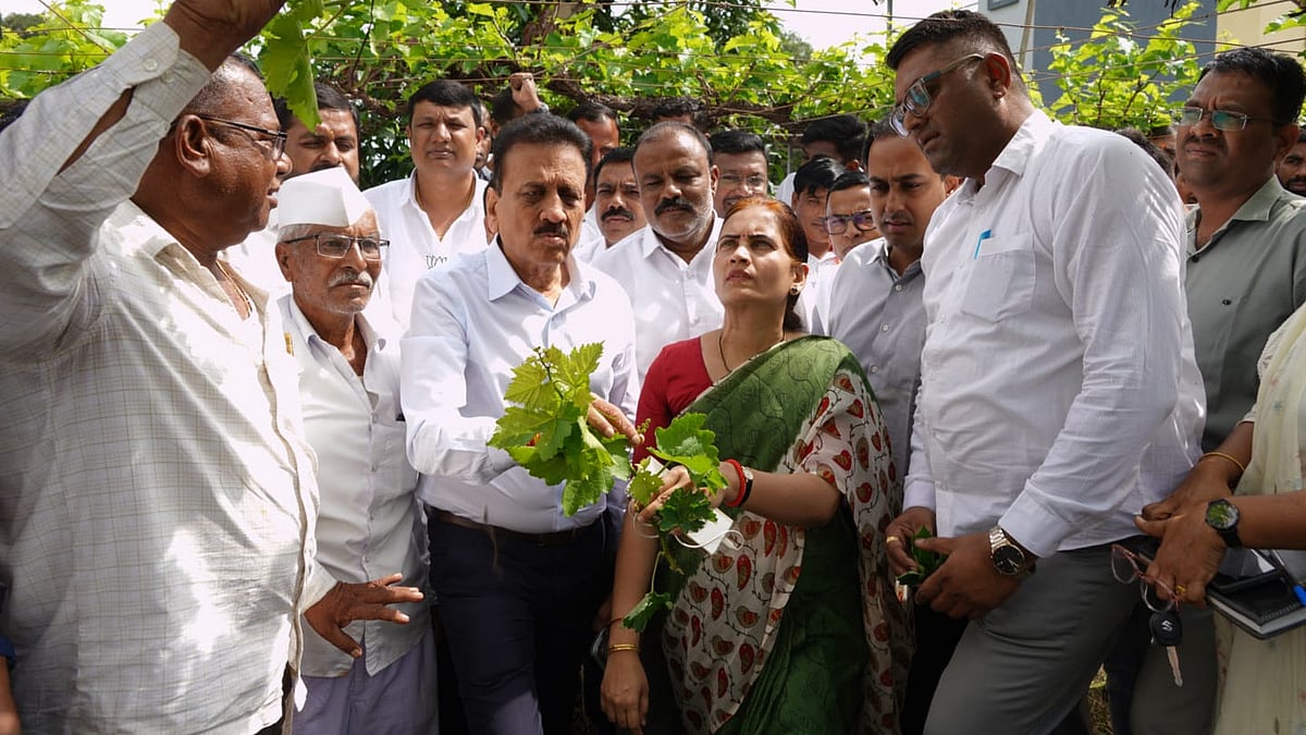 Maharashtra Minister Girish Mahajan Inspects Crop Damage In Nashik's Dindori, Assures Aid To Farmers