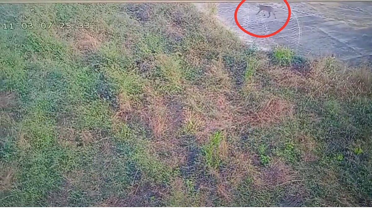 MP News: Panic At Jabalpur Airport After ‘Leopard’ Sighting - CCTV Reveals It Was A Jungle Cat