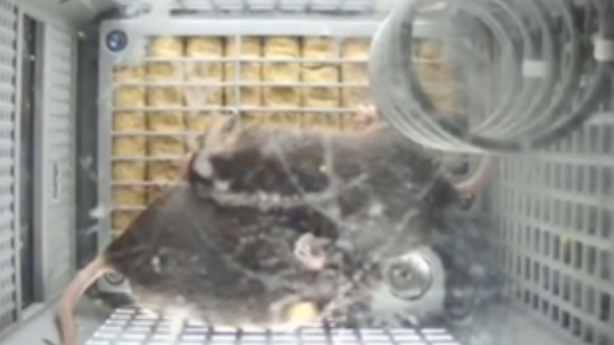 VIDEO: 4 Mice Aboard China’s Space Station Take Turns Resting, Stay Active Ahead of Earth Return