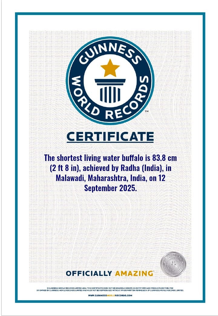 Guinness Certificate 