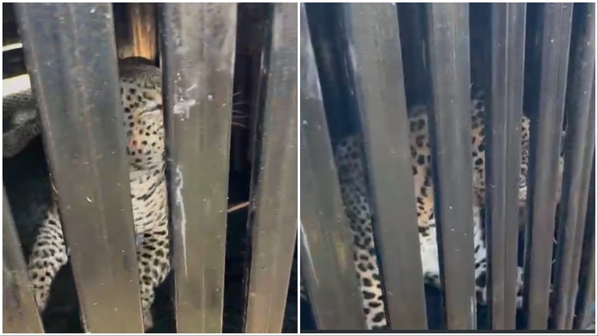 Pune: Suspected Man-Eater Leopard Caught In Shirur Tehsil After Maharashtra Forest Department Trap - VIDEO 