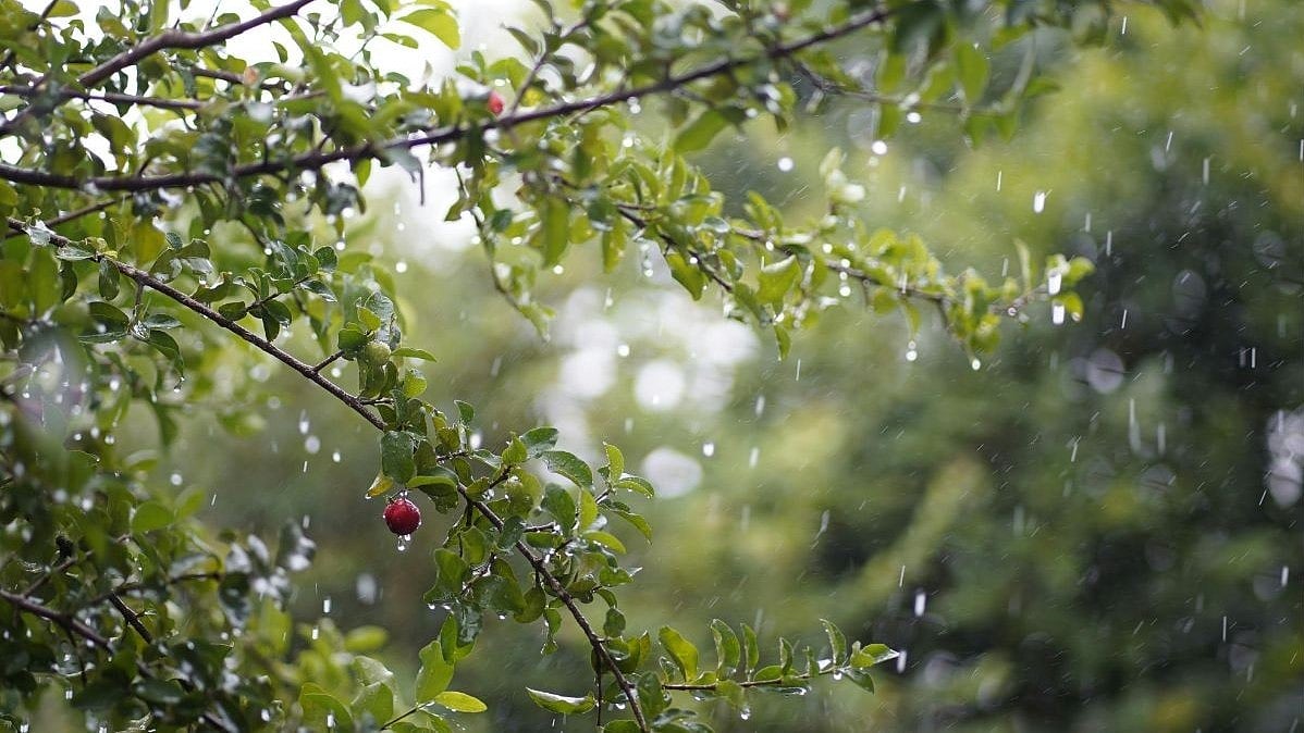 Bengaluru Weather News: Light To Moderate Rainfall Is Predicted In City; Thunderstorms Likely In...