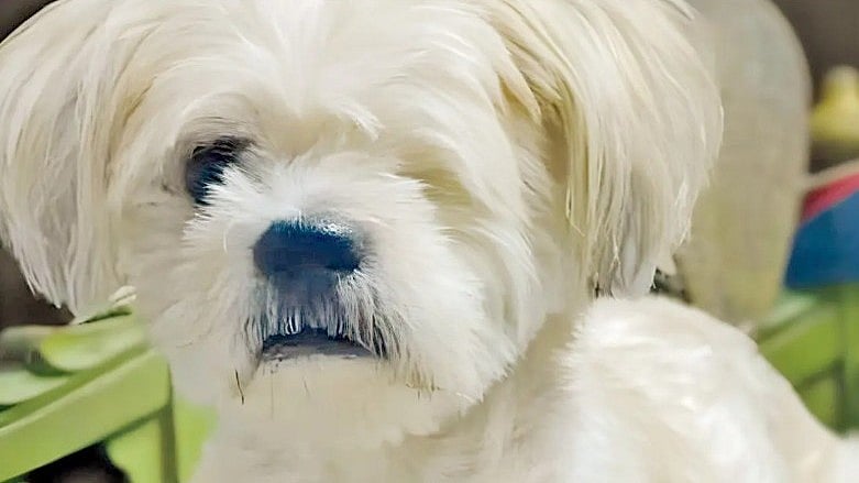 Mumbai: Elderly, One-Eyed Dog Stolen From Andheri Residence, Family Alleges Theft By Domestic Help 