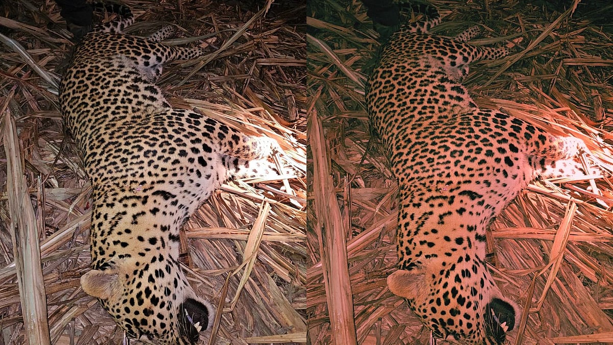 Pune: 'Man-Eating' Leopard Shot Dead By Rescue Team After Series Of Fatal Attacks In Junnar Taluka