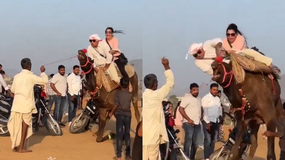 'Animal Cruelty On Peak': Couple Fell Off 'Distressed' Camel Moments After Climbing It In Rajasthan's Pushkar Mela 