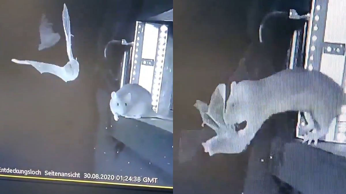 German Study Shows Rats Hunting Bats Midair, Sparks Revelations On Origins Of Covid-19 Spread | Video 