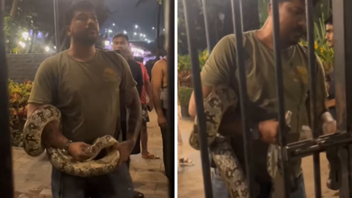 Mumbai: 6-Foot Indian Rock Python Rescued Near Bandra Fort, Released Safely into Green Zone | Watch Video 