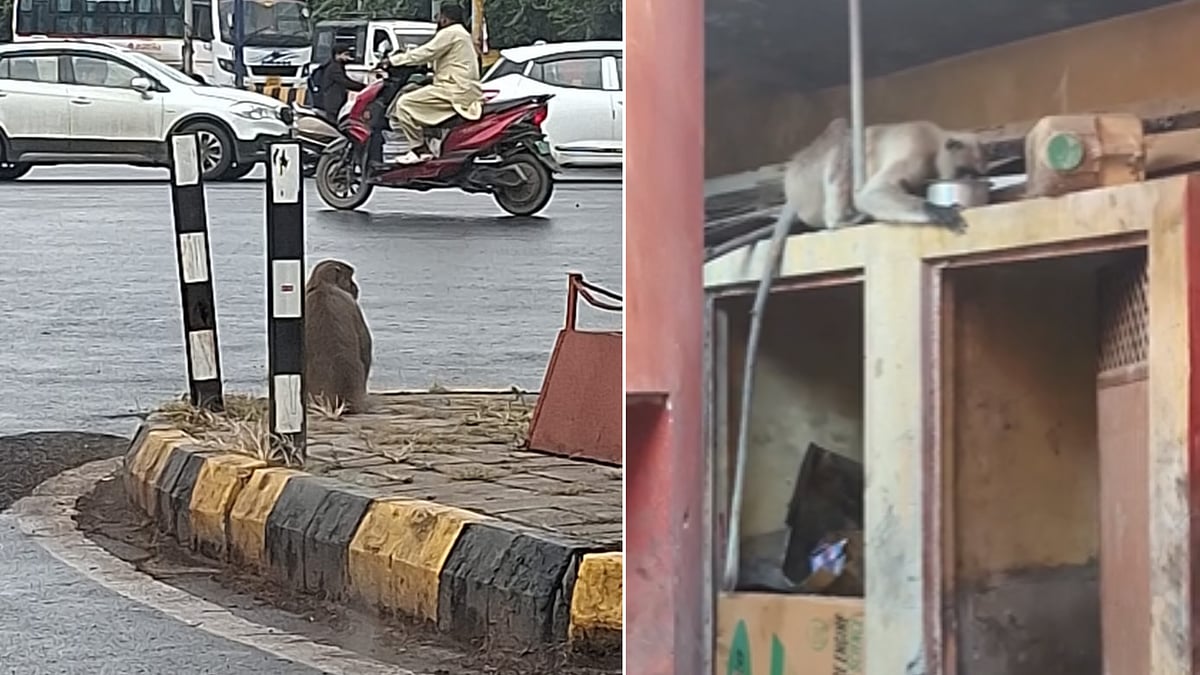 Indore News: Injured Monkey Gets Separated From Troop, Spotted Wandering On Road; Residents Provide...