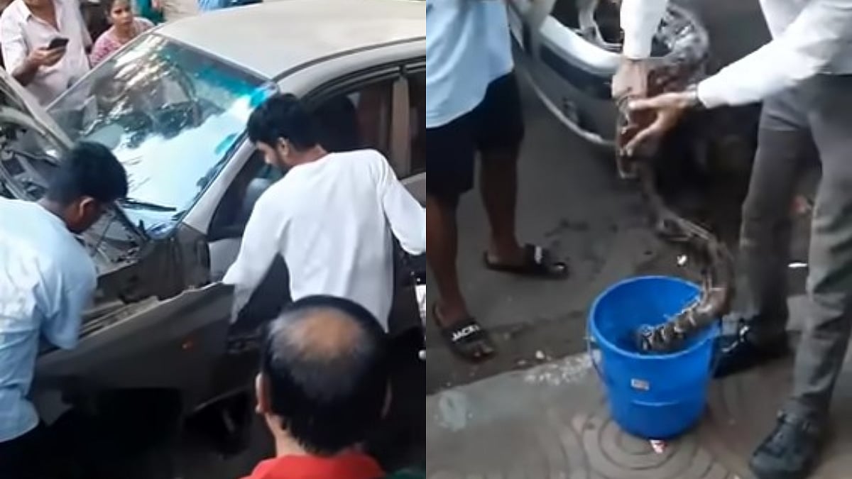 Mumbai: Giant Python Found Inside Car Bonnet In Dadar, Rescued Safely by Snake Handler; Viral Video 