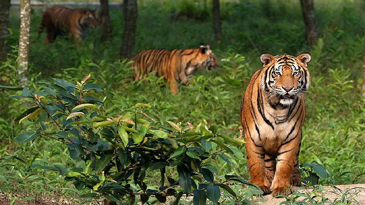MP News: State Prepares For Tiger Census With Indore's Ralamandal Training