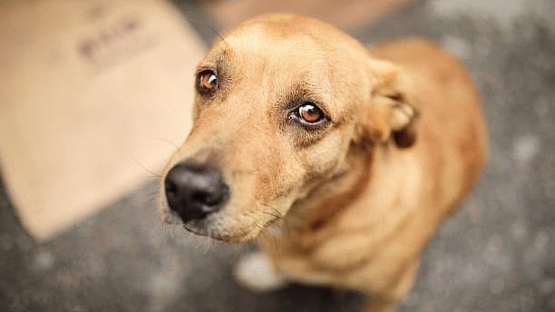 'Bench Did Not Hear Any Party': Lawyers, Activists, Animal Lovers Express Outrage After SC Orders Removal Of Stray Dogs From Public Spaces; Call It 'A Dark Day' | Representative Image