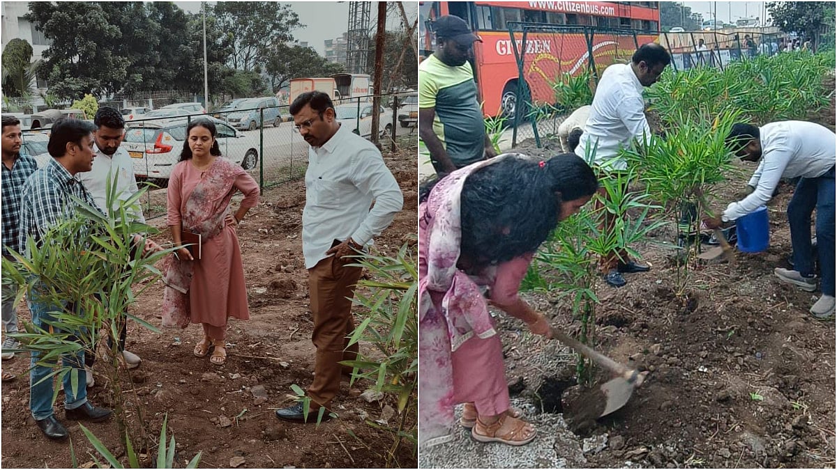 Panvel Municipal Corporation Launches Bamboo Plantation Drive To Boost Urban Green Cover 