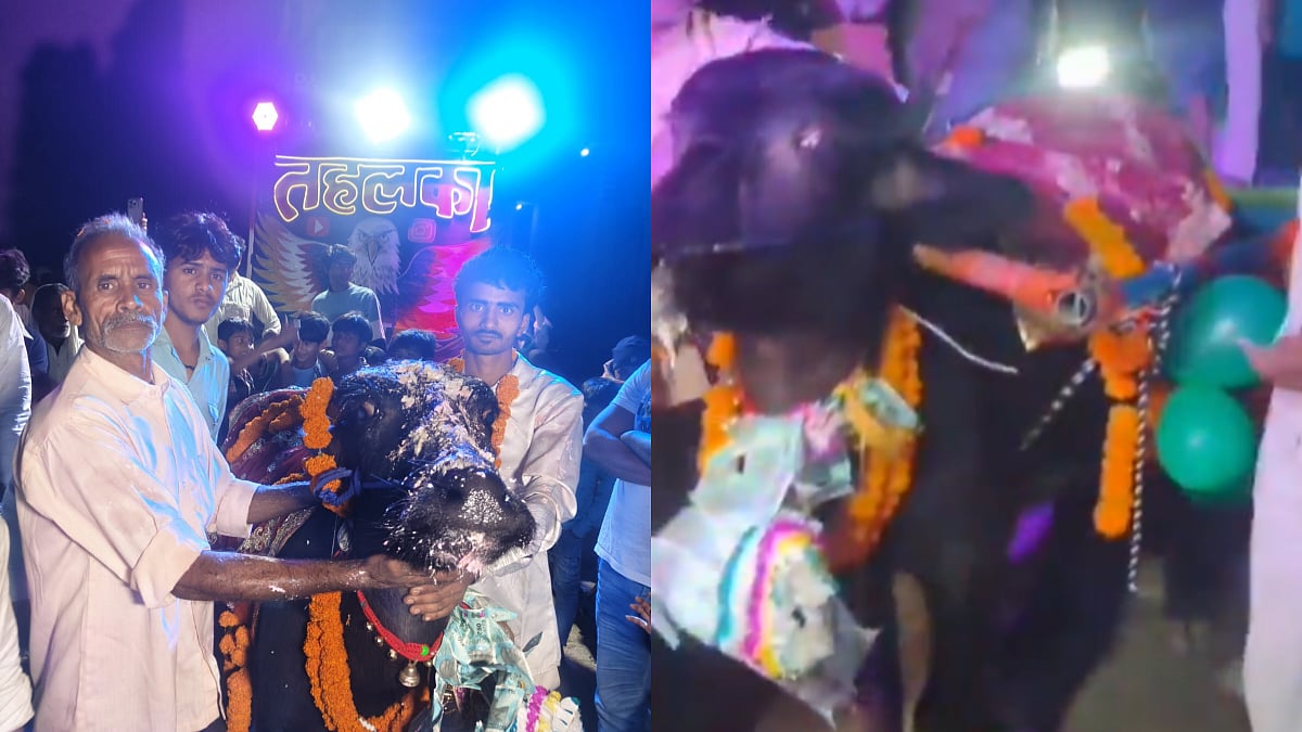 Villagers Celebrate 2-Year-Old Buffalo's Birthday In Uttar Pradesh, Spend Lakhs On Grand Feasts & DJ...