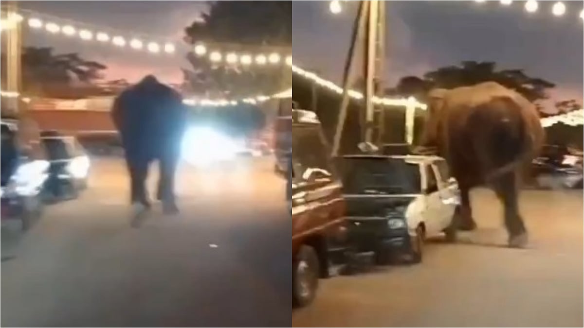 Karnataka: Elephant Runs Amok On Main Road In Gundlupet During Tiger Search Operation; Terrifying VIDEO Surfaces 