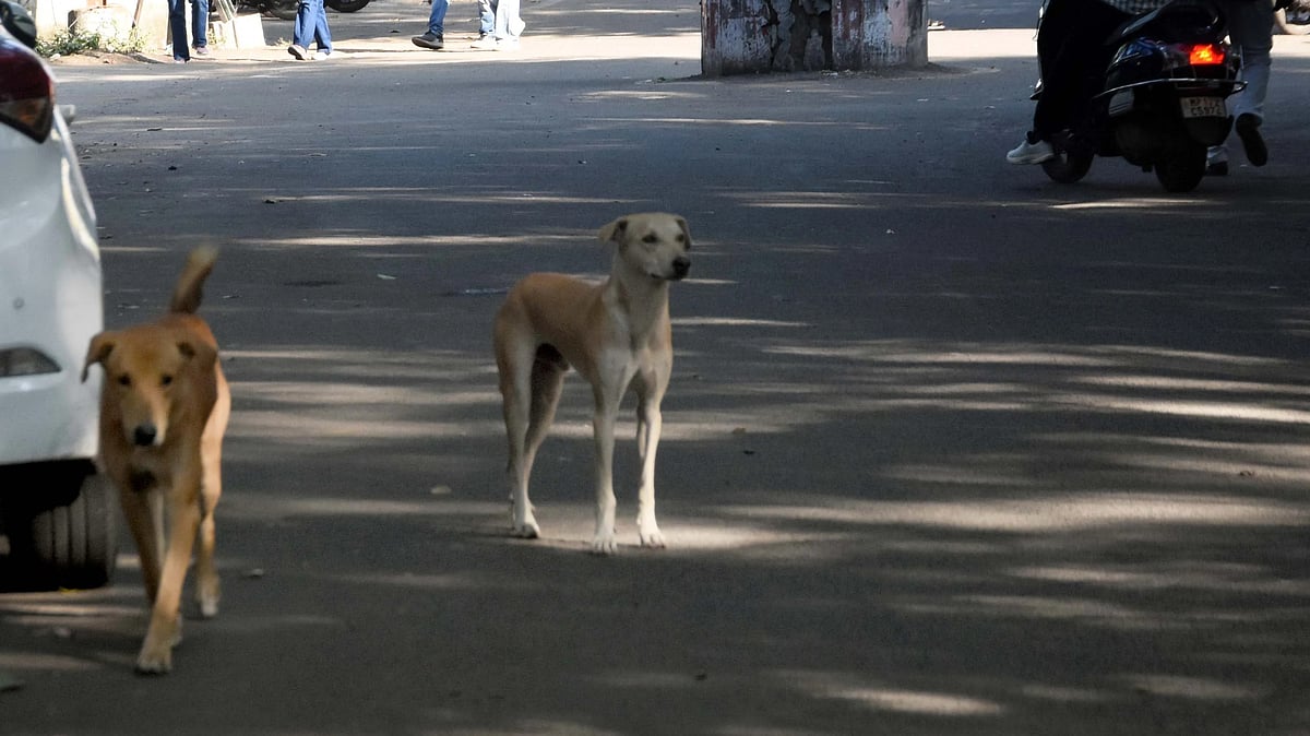 Bhopal News: 2 Lakh Stray Dogs To Be Removed From Public Places; BMC Gets Into Mission Mode After SC...