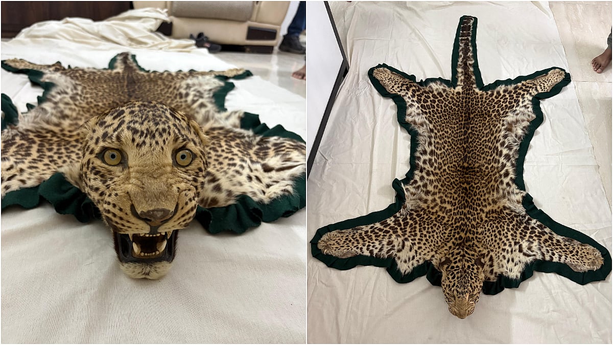 Mumbai DRI Seizes Mounted Leopard Skin Trophy In Bhopal Raid; 3 Detained In Crackdown On Illegal Wildlife Trade 