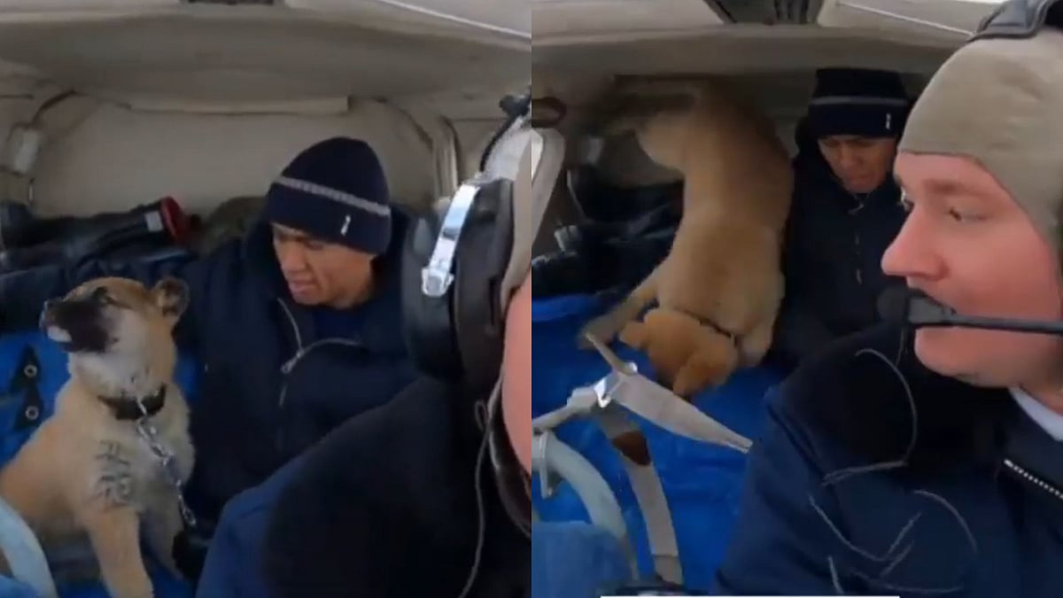 Puppy In Space? Viral Video Shows Dog Floating Inside Aircraft Over Russia | WATCH 