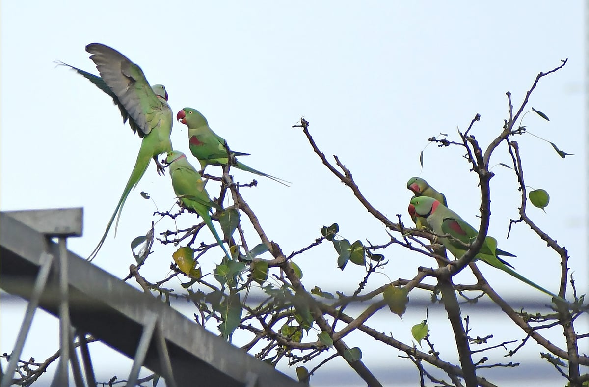 A lone female Alexandrine parakeet fights while surrounded by males
at Byculla