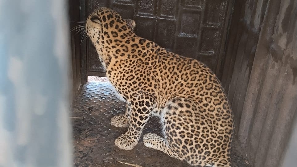 Nashik: Forest Department Rescues Leopard In Palse; Citizens Celebrate End Of Frightening Sightings