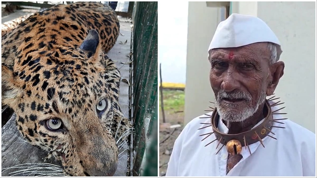 Pune: Villagers In Leopard-Hit Shirur Tehsil Wear Spiked Collars To Survive Fatal Attacks