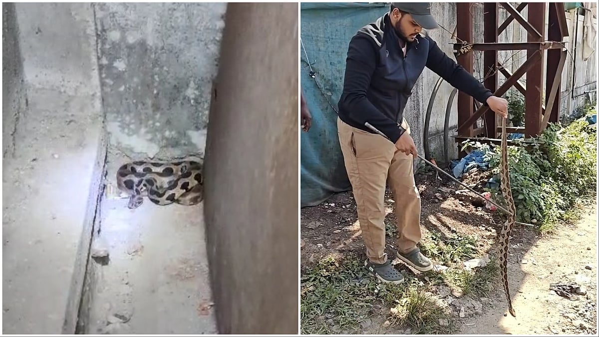 Snake Scare In Pune District: Over 50 Russell’s Vipers Rescued From Human Habitats In A Month In Maval Tehsil - VIDEOS 