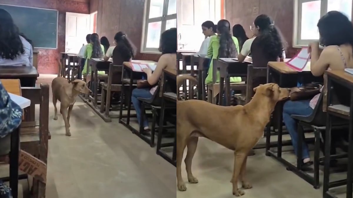 'SC Judge Ko Dikhao Yeh...': Video Shows Stray Dog Casually Strolling Inside Delhi University Classroom, Students Get Uncomfortable 