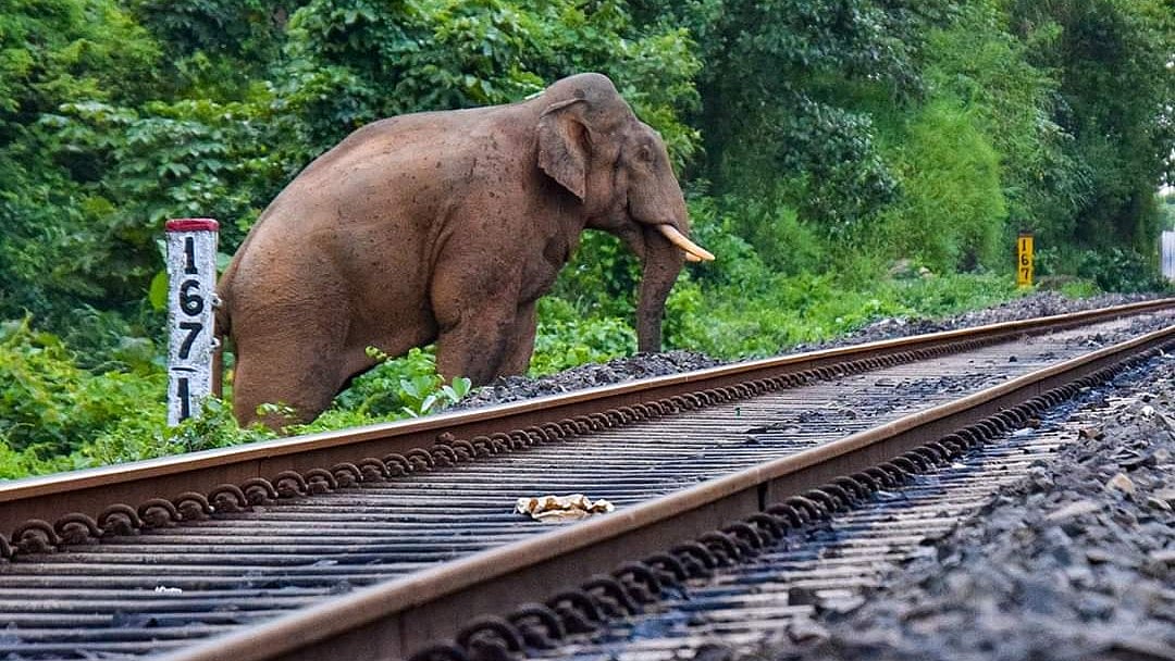 Wild Elephants Devastate Villages in West Karbi Anglong, Farmers Demand Action