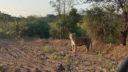 Pune: Forest Department Debunks Viral Tiger Photo From Junnar, Confirms AI Forgery